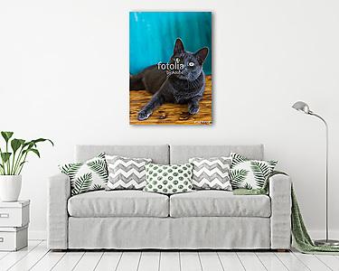 Orosz kék cica fülel (vászonkép) - vászonkép, falikép otthonra és irodába