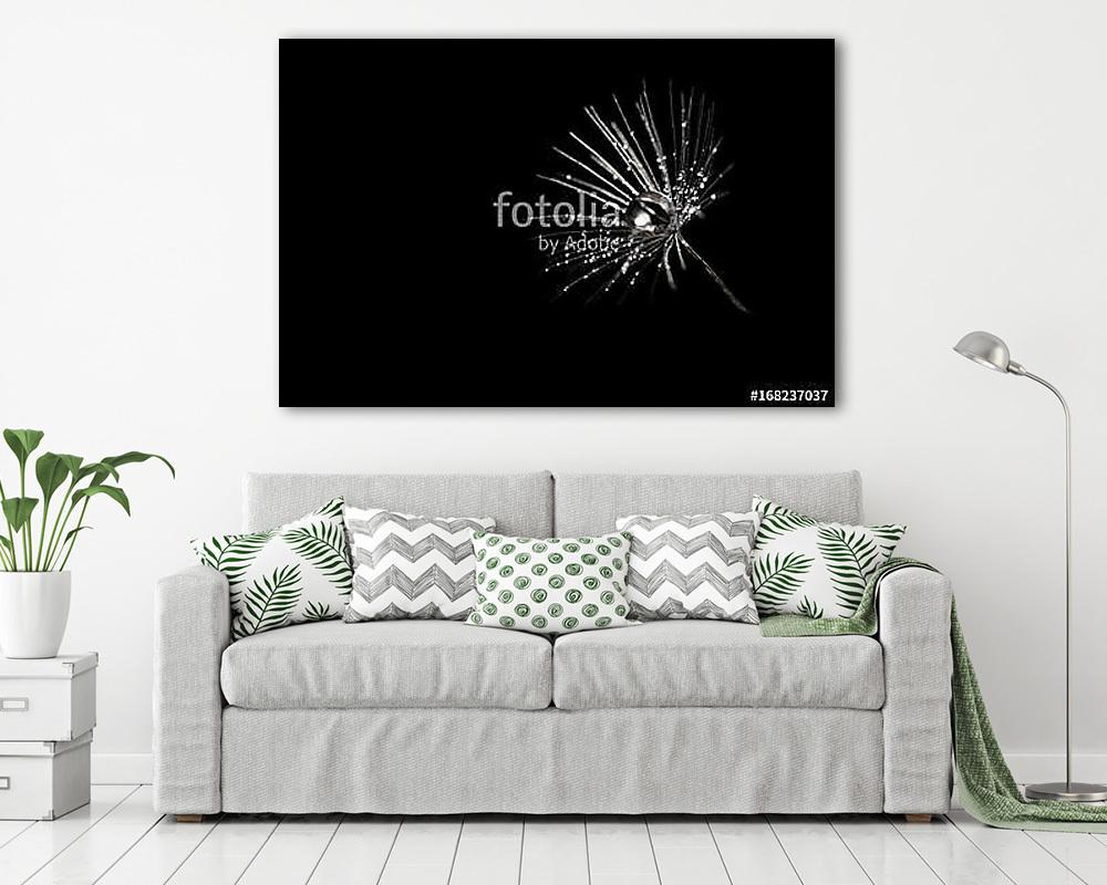 Dandelion seeds with dew drops on black background, closeup. Sil - vászonkép, falikép vásárlás Dandelion seeds with dew drops on black background, closeup. Sil (fotótapéta) - vászonkép, falikép otthonra és irodába