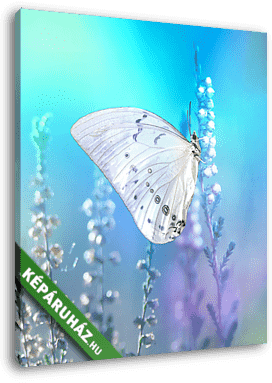 Beautiful white butterfly on white flower buds on a soft blurred - vászonkép 3D látványterv