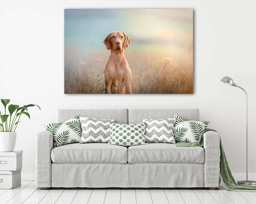 Vizsla a mezőn - vászonkép, falikép vásárlás Vizsla a mezőn (vászonkép) - vászonkép, falikép otthonra és irodába