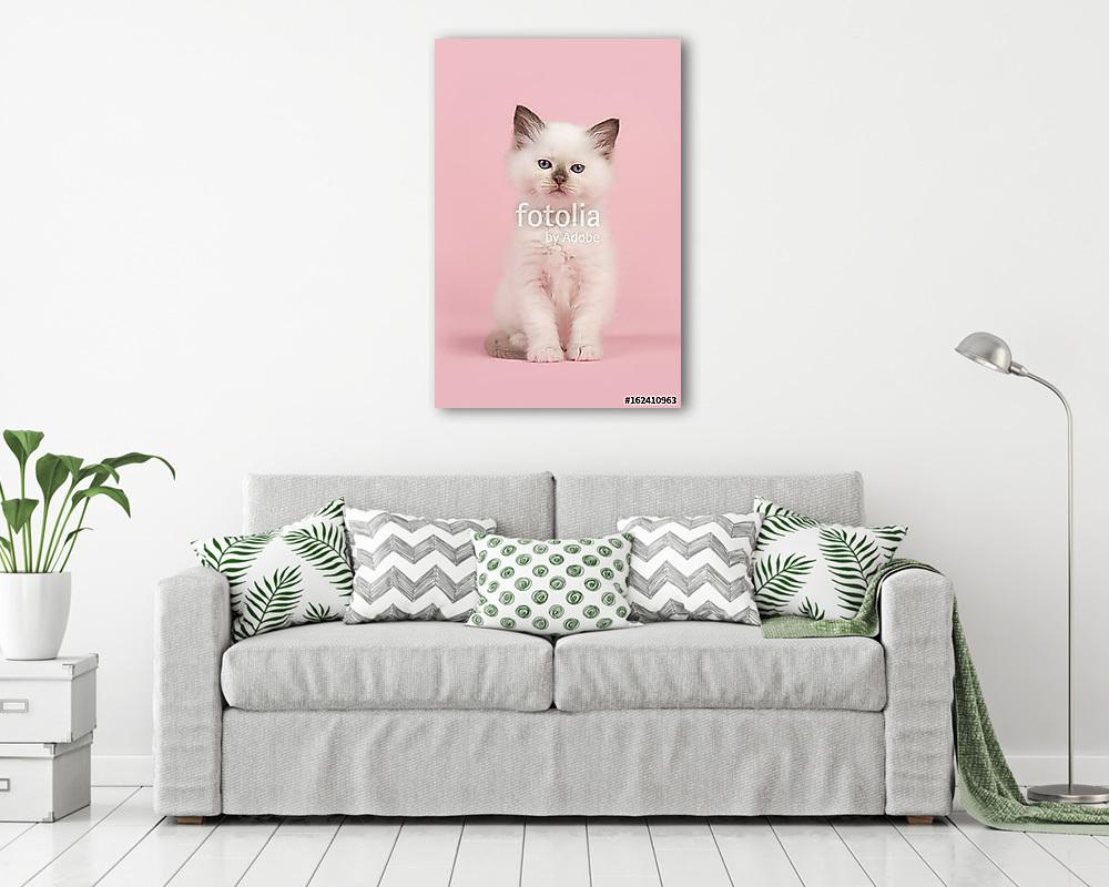 Aranyos 6 hetes rongybaba baba macska, kék szemmel nézve (többrészes kép) - vászonkép, falikép otthonra és irodába