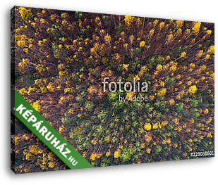 Aerial top view of autumn trees in wild park in september - vászonkép 3D látványterv
