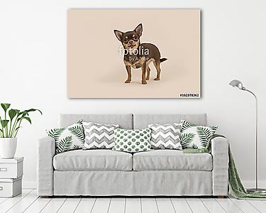 Chihuahua kutyája állt, és a kamerát egy krém háton nézte (vászonkép) - vászonkép, falikép otthonra és irodába