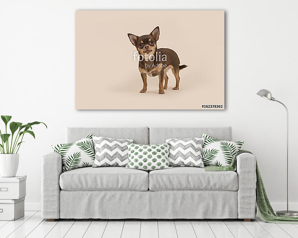 Chihuahua kutyája állt, és a kamerát egy krém háton nézte (vászonkép) - vászonkép, falikép otthonra és irodába