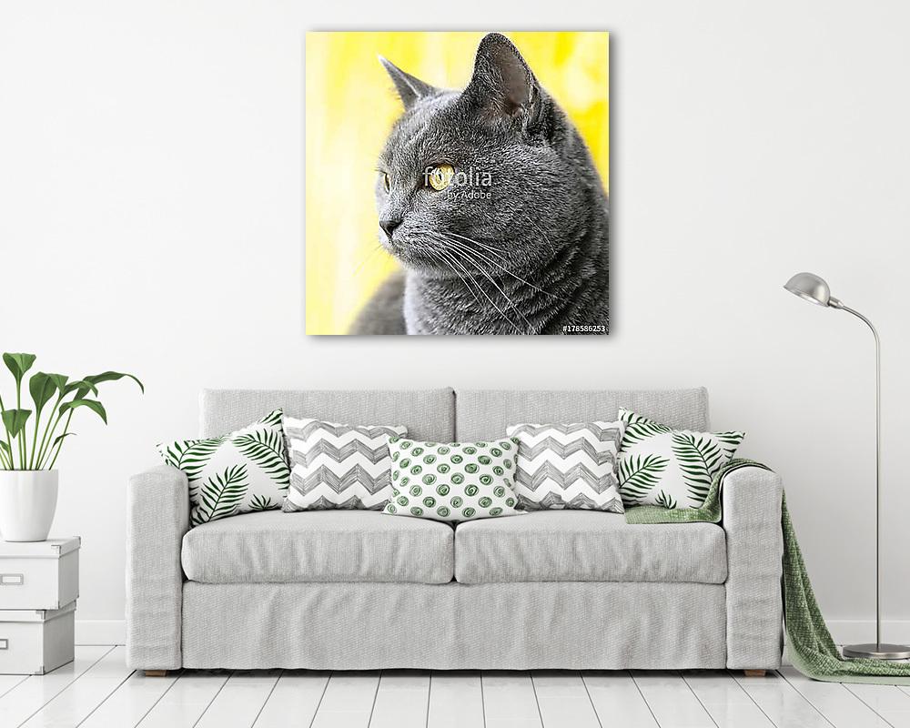 Kaukázusi kandúr (poszter) - vászonkép, falikép otthonra és irodába