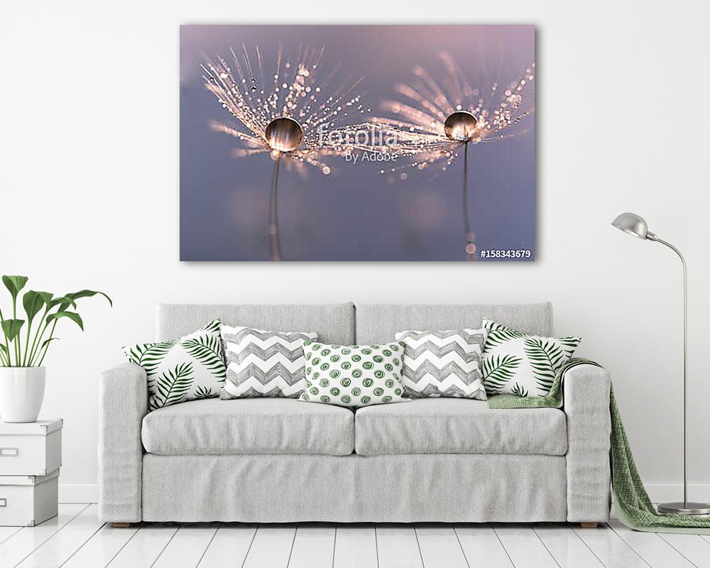 Dandelion with drops of water in a beautiful tonality. Macro of  (vászonkép) - vászonkép, falikép otthonra és irodába