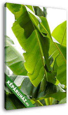 Banánfa levelek - vászonkép 3D látványterv