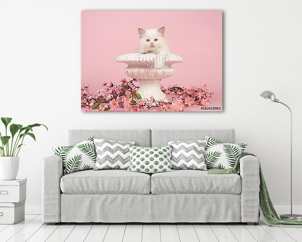 Aranyos 6 hetes rongybaba baba macska kék szemekkel lóg (vászonkép) - vászonkép, falikép otthonra és irodába