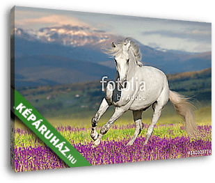 Fehér ló virágföldön a hegyi kilátás ellen - vászonkép 3D látványterv