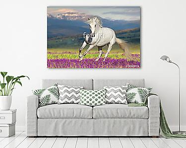 Fehér ló virágföldön a hegyi kilátás ellen (vászonkép) - vászonkép, falikép otthonra és irodába