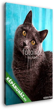 Kaukázusi macska - vászonkép 3D látványterv