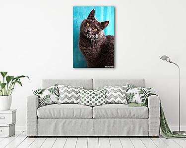 Kaukázusi macska (vászonkép) - vászonkép, falikép otthonra és irodába