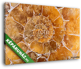 yellow ammonite spiral closeup - vászonkép 3D látványterv