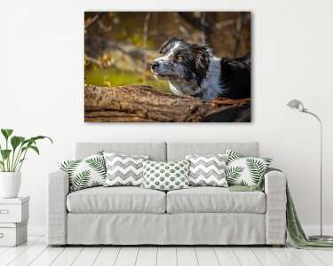 Figyelő kutya  (vászonkép) - vászonkép, falikép otthonra és irodába