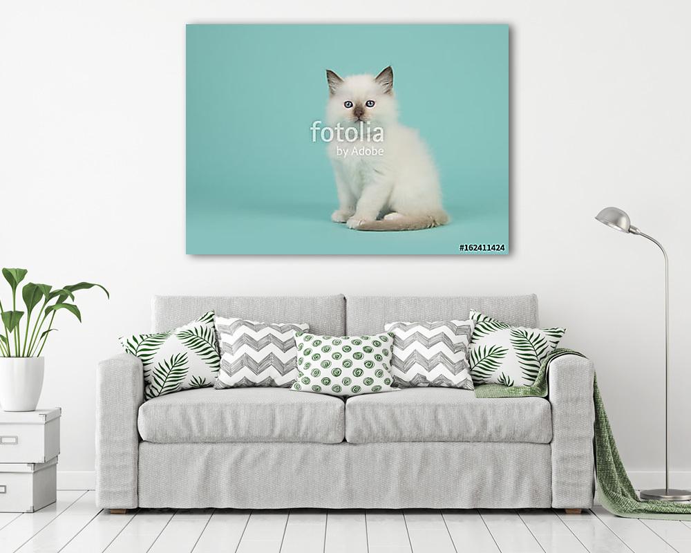 Aranyos ülő baby rongybaba macska a kamerával szemben egy kék tu (fotótapéta) - vászonkép, falikép otthonra és irodába