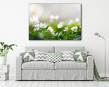 Gyönyörű tavaszi minta háttér fehér pillangó és flo (vászonkép) - vászonkép, falikép otthonra és irodába