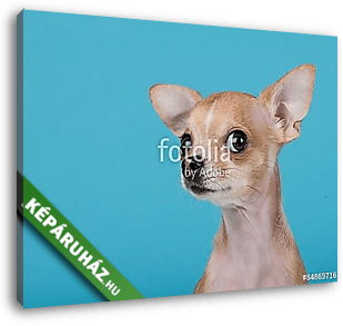 Vicces portré egy aranyos chihuahua kutya kék alapon - vászonkép 3D látványterv