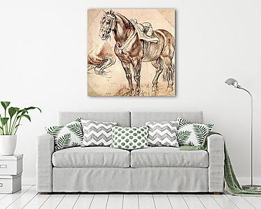 Ló (tanulmány) - vászonkép, falikép otthonra és irodába