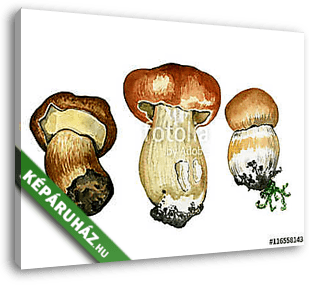 Wild mushrooms. Hand drawn watercolor painting isolated over whi - vászonkép 3D látványterv