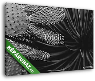 Kaktus schwarz-weiß - vászonkép 3D látványterv