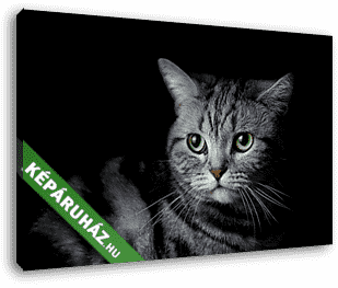 Macska portré  - vászonkép 3D látványterv