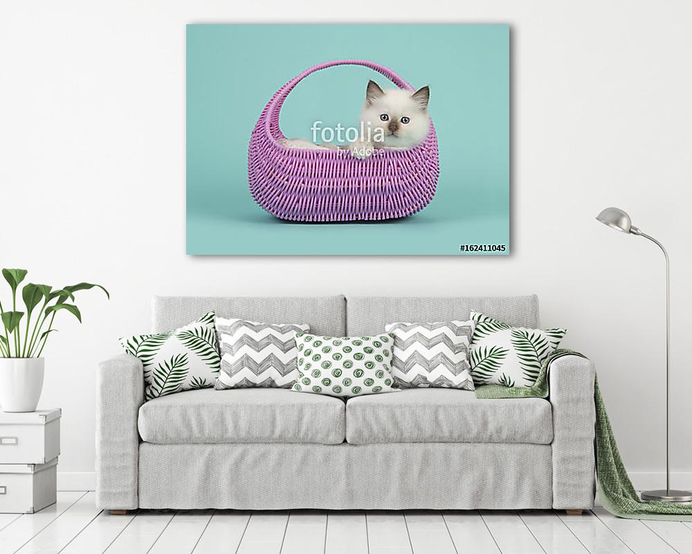 Aranyos 6 hetes rongybaba baba macska kék szemekkel lógott t (fotótapéta) - vászonkép, falikép otthonra és irodába