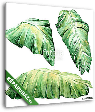 Tropical watercolor leaves set. - vászonkép 3D látványterv