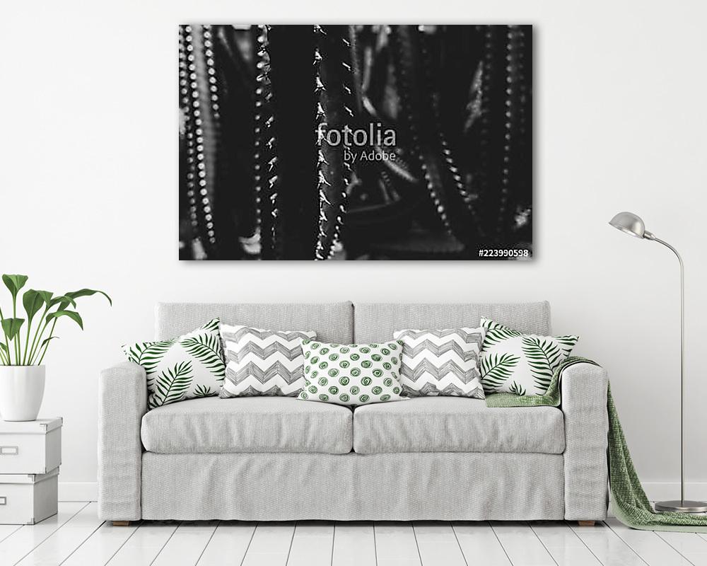 Kaktus schwarz-weiß (poszter) - vászonkép, falikép otthonra és irodába