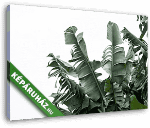 Banánfa levelek - fototapéta minta - vászonkép 3D látványterv
