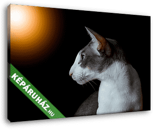  Macska profil fekete háttérben - vászonkép 3D látványterv