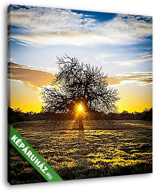 Magányos fa, napkeltében - vászonkép 3D látványterv
