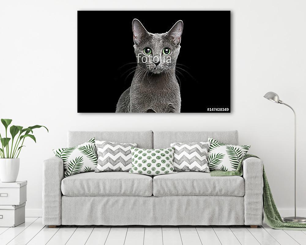 Orosz kék cica (fotótapéta) - vászonkép, falikép otthonra és irodába