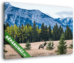 Wild elk in the Canadian Rockies, Banff National Park - vászonkép 3D látványterv