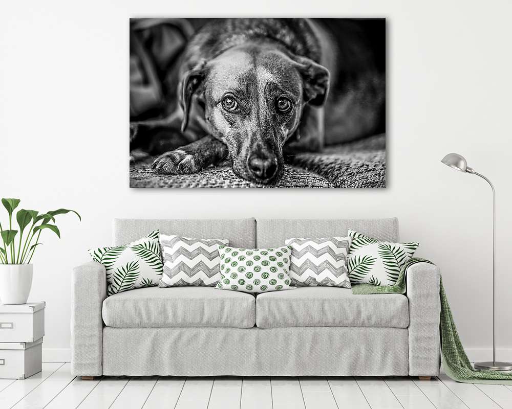 Kutya fekete-fehérben - vászonkép, falikép vásárlás Kutya fekete-fehérben (vászonkép) - vászonkép, falikép otthonra és irodába