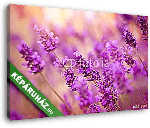 Gyönyörű levendula - vászonkép 3D látványterv Gyönyörű levendula - vászonkép 3D látványterv