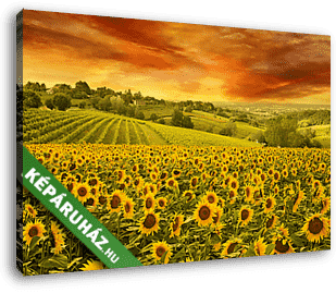 napraforgók területén az olasz hegységben naplementekor - vászonkép 3D látványterv napraforgók területén az olasz hegységben naplementekor - vászonkép 3D látványterv