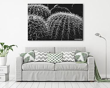 Kaktus schwarz-weiß (vászonkép) - vászonkép, falikép otthonra és irodába