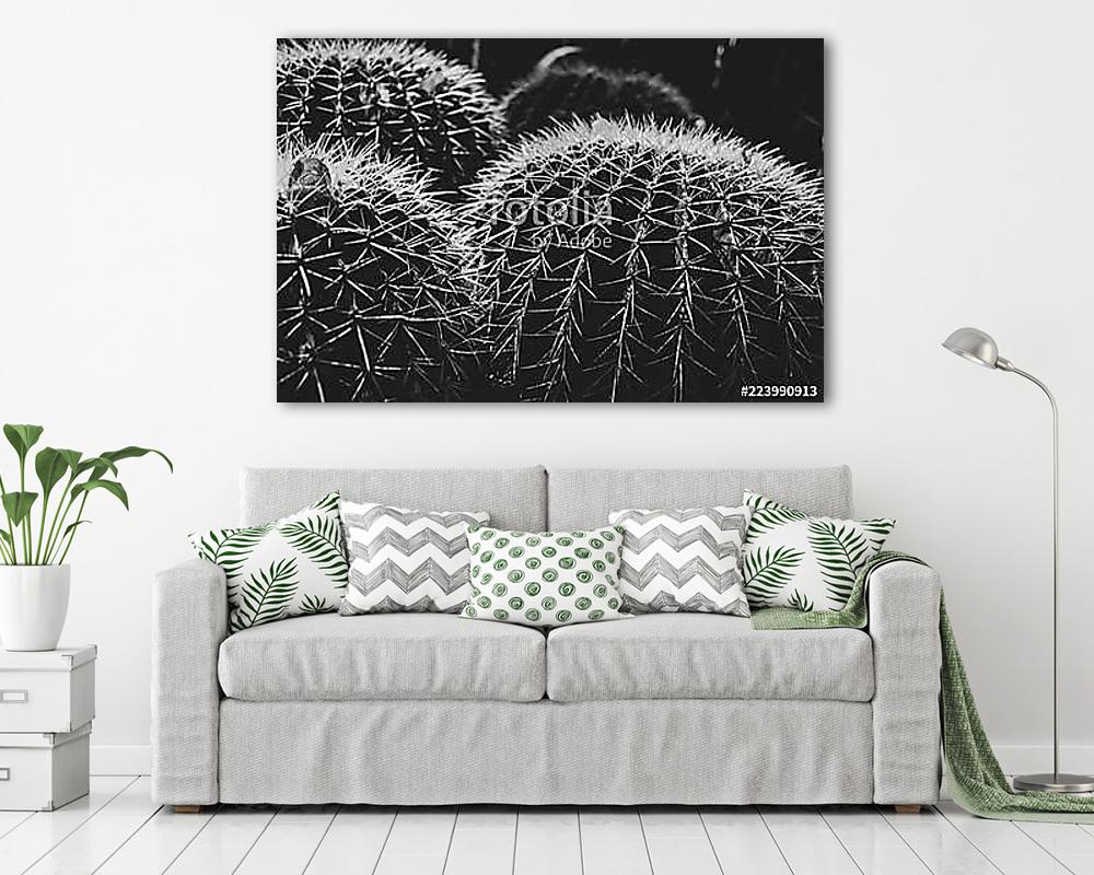 Kaktus schwarz-weiß - vászonkép, falikép vásárlás Kaktus schwarz-weiß (vászonkép) - vászonkép, falikép otthonra és irodába