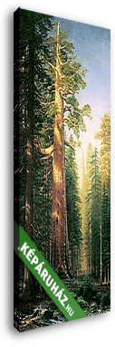 Nagy fák, Mariposa Grove, Kalifornia - vászonkép 3D látványterv