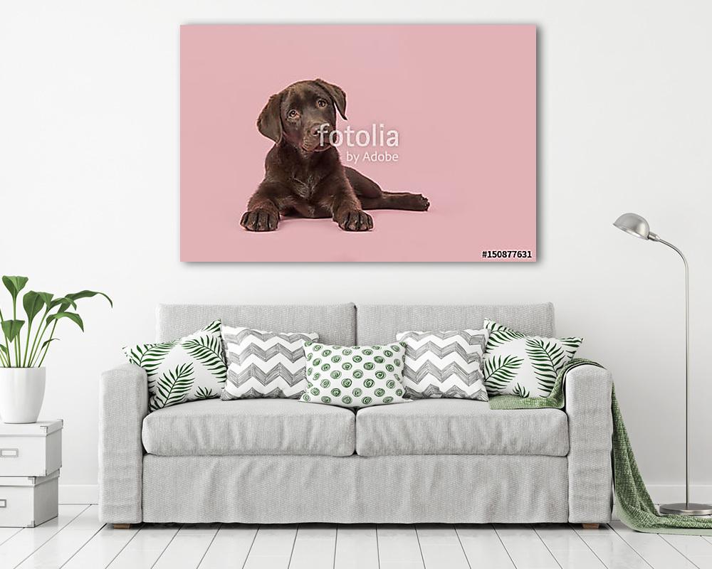 Négy hónapos barna labrador retriever kiskutya fekszik látva f (poszter) - vászonkép, falikép otthonra és irodába