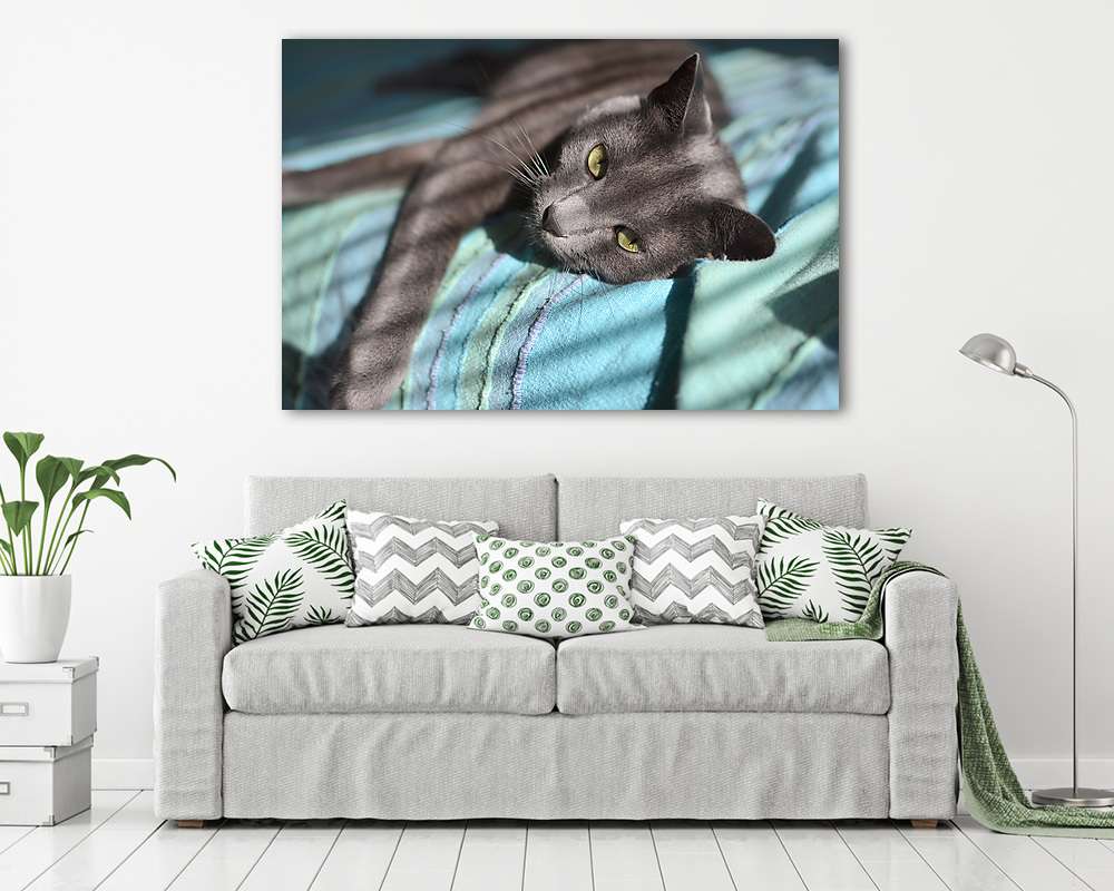 Orosz kék cica napsütésben (vászonkép) - vászonkép, falikép otthonra és irodába
