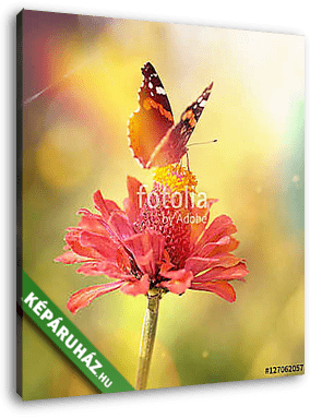 Vintage macro photo of butterfly on a flower in the light of sun - vászonkép 3D látványterv