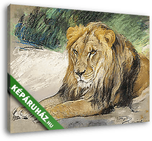 Pihenő oroszlán - vászonkép 3D látványterv