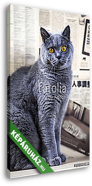 Kék brit macska otthon - vászonkép 3D látványterv