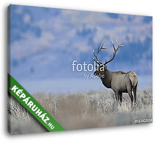 BULL ELK IN SAGEBRUSH MEADOW STOCK IMAGE - vászonkép 3D látványterv