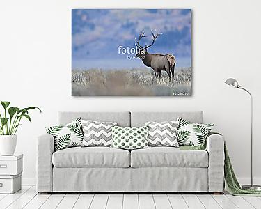 BULL ELK IN SAGEBRUSH MEADOW STOCK IMAGE (vászonkép) - vászonkép, falikép otthonra és irodába