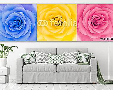 Részlet a három többszínű rózsa virágok (vászonkép) - vászonkép, falikép otthonra és irodába