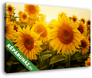 Napraforgók és a nap - vászonkép 3D látványterv Napraforgók és a nap - vászonkép 3D látványterv