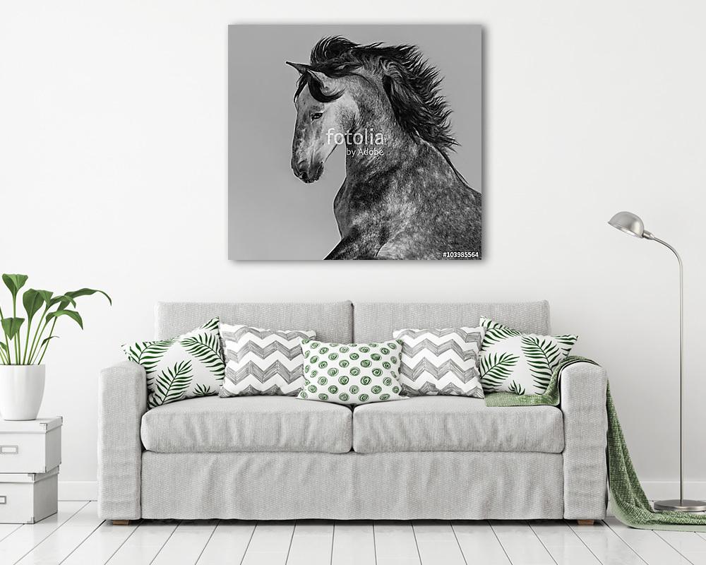 Dapple-szürke andalúz mén - portré mozgásban (többrészes kép) - vászonkép, falikép otthonra és irodába