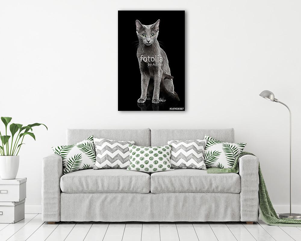 Portré egy orosz kék macskáról (fotótapéta) - vászonkép, falikép otthonra és irodába